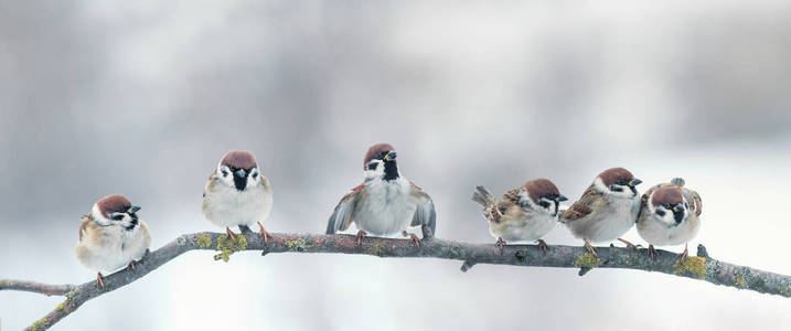全景照片与一群有趣的小鸟麻雀席蒂照片