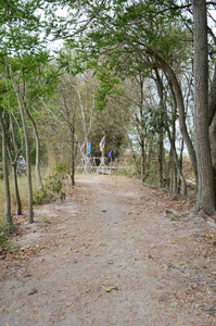 自然 春天 花园 夏天 环境 季节 公园 旅行 美丽的 森林