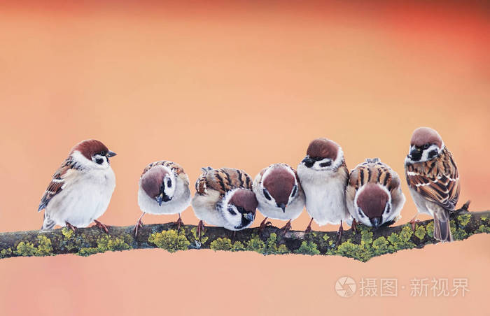 全景照片与一群有趣的小鸟麻雀席蒂