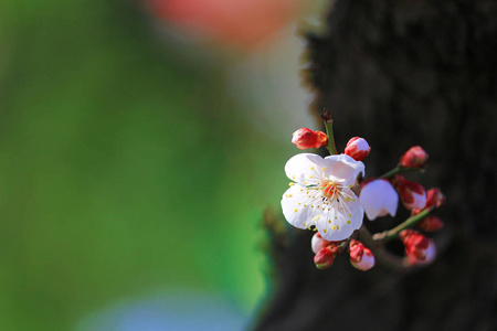 开花 特写镜头 自然 樱花 盛开 郊区 美丽的 季节 日本