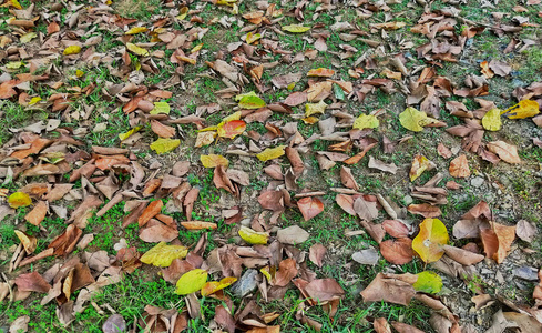 秋天的绿叶在公园的秋叶上，一片秋天的绿叶映衬在公园里