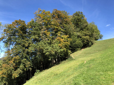 旅行 公园 春天 探索 木材 阿尔卑斯山 森林 风景 植物