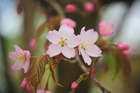 樱花在树上。日本春季开花树