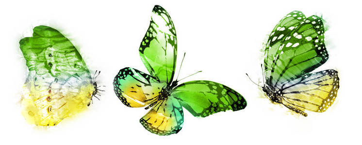 生物学 庆祝 动物 蝴蝶 美丽的 美女 翅膀 春天 颜色