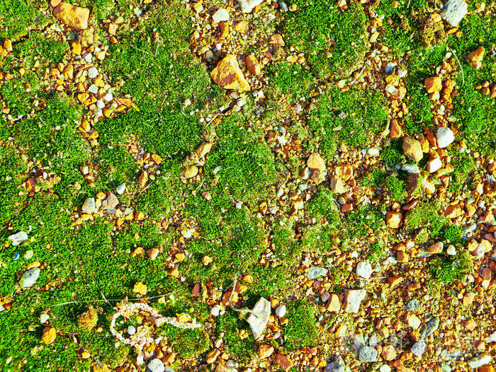 橙色石头上的青苔特写俯视图