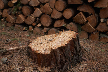 伐木。切断森林中的树干和一堆被砍伐的木头。