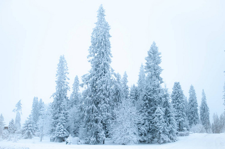 美丽的冬季风景，雪地里的圣诞树，寒冷，sn