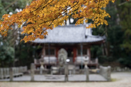 落下 颜色 秋天 自然 美女 天空 枫树 分支 植物 季节