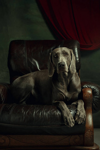 工作室拍摄的魏玛拉纳狗像一个中世纪的贵族