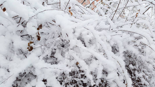 冬天蓬松的雪枝