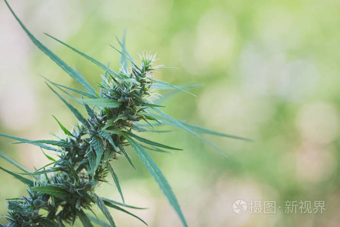 大麻大麻大麻草植物花蕾特效宏药thc照片 正版商用图片266ppi 摄图新视界