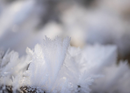 风景 植物 美丽的 分支 雪花 雾凇 寒冷的 王冠 环境