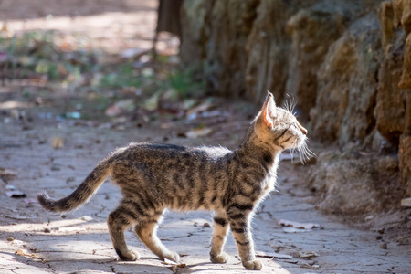 阳光明媚的一天，小猫在街上