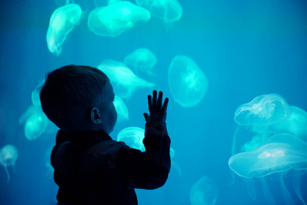 小男孩，在室内水族馆看水母游泳。动物园水族馆的孩子。