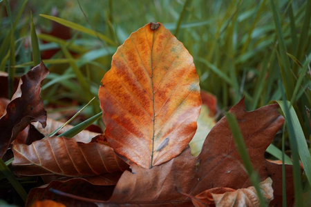 地面 季节 落下 纹理 自然 秋天 树叶