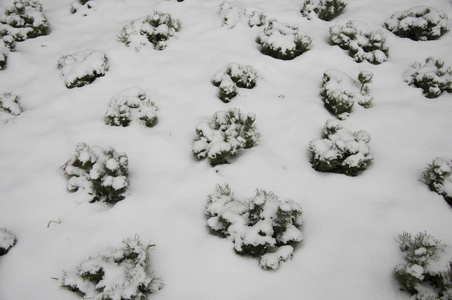 城市里的第一场雪。