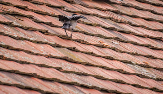 瓦片 爪子 天线 怒目而视 野生动物 航班 海鸥 日落 屋顶