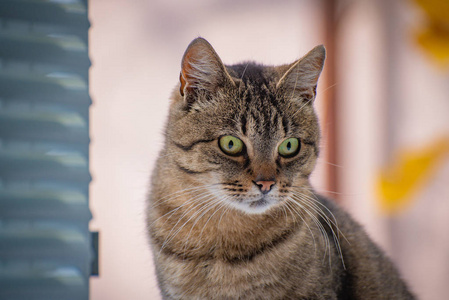 小猫 宠物 毛皮 基蒂 鼻子 哺乳动物 期望 安迪 猫科动物