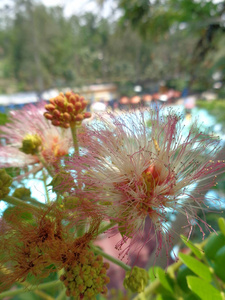 环境 植物学 自然 季节 春天 分支 豆荚 花序 花的 开花