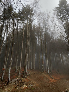 美丽的 自然 幻想 分支 公园 季节 松木 天空 风景 冬天