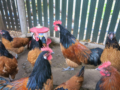 农业 农场 梳子 家禽 动物 羽毛 自然 小鸡 美丽的 公鸡