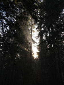 分支 幻想 小山 太阳 森林 旅行 早晨 环境 季节 形象