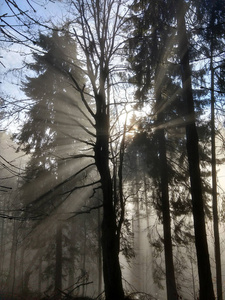 旅行 孤独的 环境 小山 天空 公园 落下 轮廓 早晨 木材