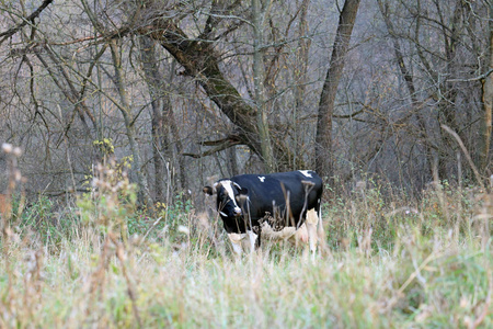 毛皮 动物 牛奶 小牛 领域 奶牛 草地 野生动物 牛肉