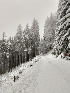 自然 冬天 季节 落下 风景 寒冷的 森林 国家 圣诞节
