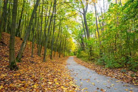 穿过林间落叶的小路。
