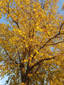 公园 温暖的 美女 九月 发光 枫树 太阳 分支 高的 美丽的