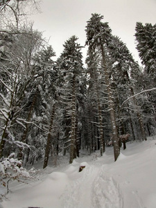 松木 冬天 森林 圣诞节 分支 寒冷的 旅行 冷杉 天空