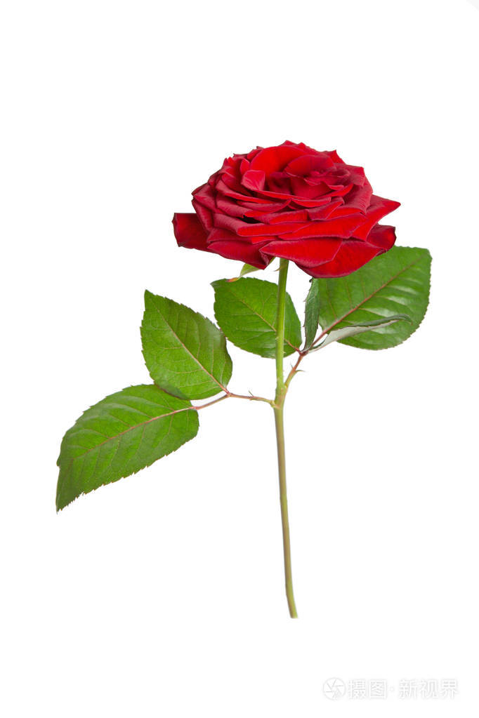 鲜红色玫瑰白色隔离背景美丽的花