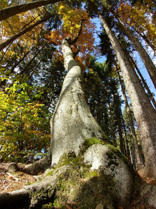天空 树叶 太阳 森林 旅游业 分支 欧洲 风景 纪念碑