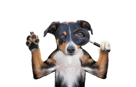 Searching dog with magnifying glass 