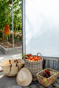 农场里的番茄收获