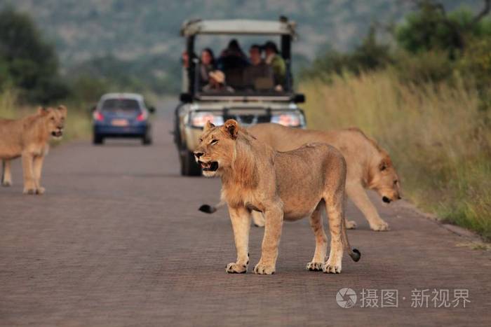 狮子座狮子座Panthera leo在南非旅行途中停留。