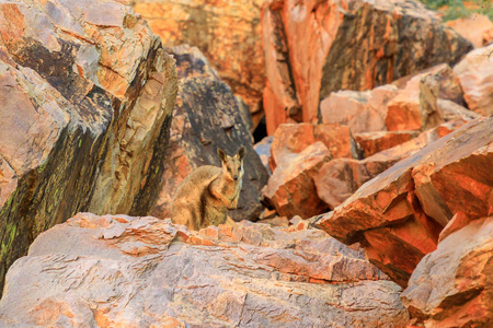 澳大利亚中部岩石袋鼠