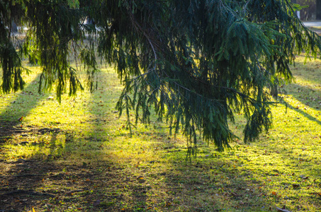 秋天 美女 公园 颜色 季节 森林 风景 环境 自然 阳光
