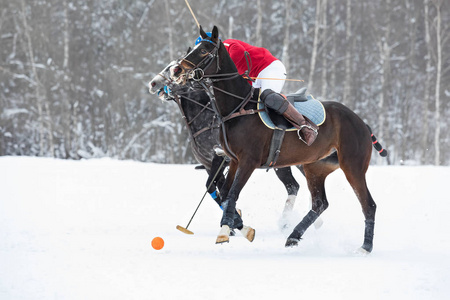 Polo horses run at the game. Big plan. Horses legs wrapped with 