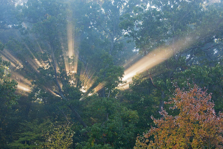美丽的 落下 树叶 公园 北方佬 分支 薄雾 荒野 自然