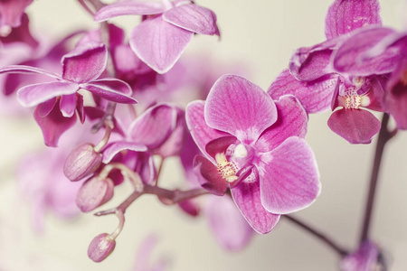 粉红色蝴蝶兰花，冬季或春季热带花园隔离白色背景。