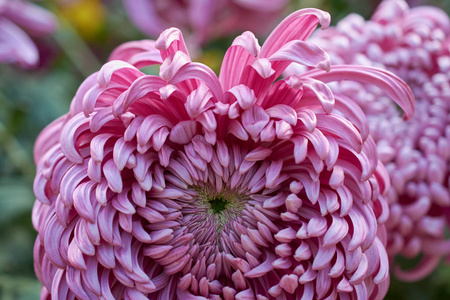 Chrysanthemum grandiflorum Ramat. Vienna Pink. Decorative comp