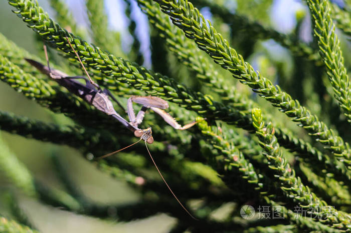 公园里树枝上的螳螂