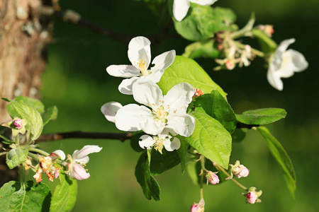 夏季花园里的苹果树花