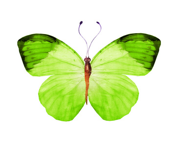 庆祝 夏天 昆虫 艺术品 自然 翅膀 颜色 飞蛾 生物学
