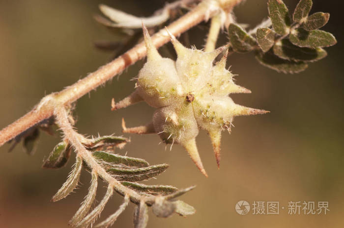 蒺藜山羊头牛头驴菱角小菱角猫头睫毛魔鬼刺魔鬼杂草刺穿藤蔓植物有