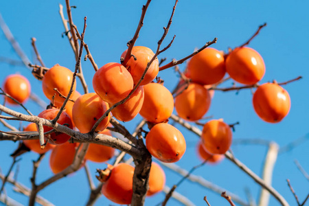 蓝山上的柿子树,晚秋有成熟的橘子果实照片