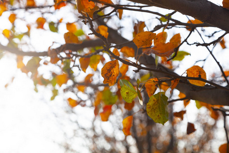  Beautiful fall landscape.