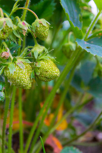 Green strawberries begin to ripen in early summer in the garden 